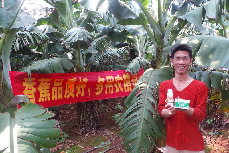 差距這么大， 是真的嗎？ 銀農(nóng)故事匯—香蕉篇
