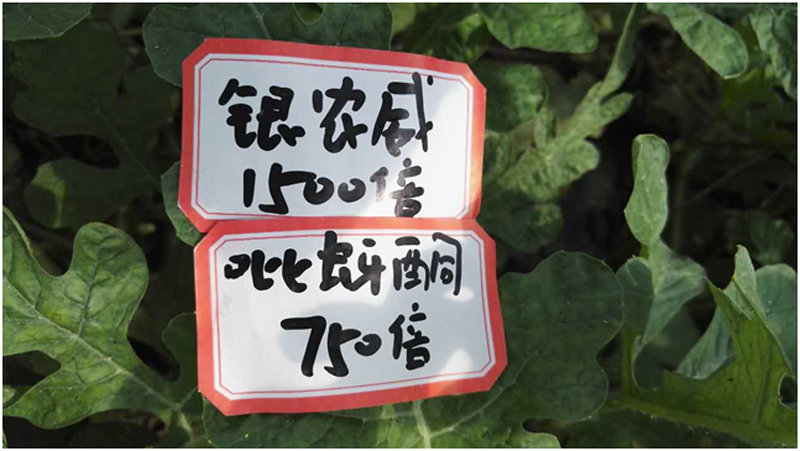 【探索】是什么讓黃蚜如此落??？